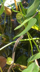 Thamnophis proximus rubrilineatus