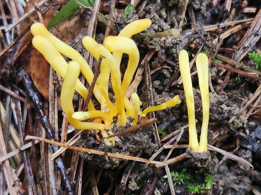 Clavulinopsis sp. 'PA01'
