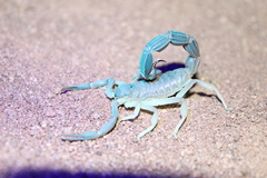 Parabuthus granulatus