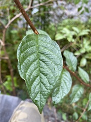 Cotoneaster bullatus