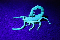 Parabuthus granulatus