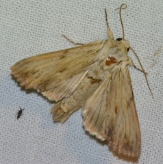 Apamea lithoxylaea