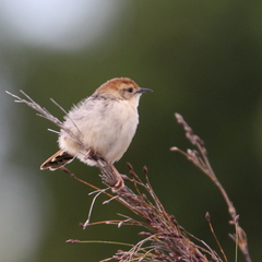 Cisticola tinniens