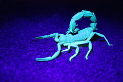 Parabuthus granulatus