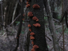 Anthracophyllum