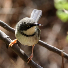 Apalis thoracica claudei