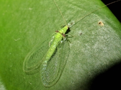 Chrysocerca formosana