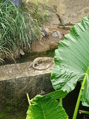 Varanus salvator macromaculatus