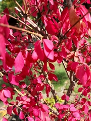 Euonymus alatus