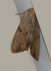 Apamea lithoxylaea