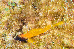 Tripterygion delaisi