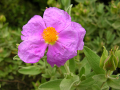 Cistus albidus