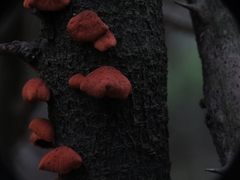 Anthracophyllum