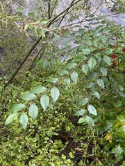 Cotoneaster bullatus