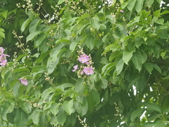 Lagerstroemia speciosa