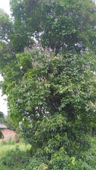 Lagerstroemia speciosa
