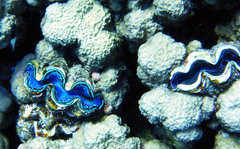 Tridacna maxima