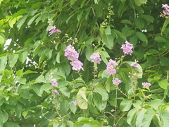 Lagerstroemia speciosa