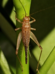Trigonidiinae