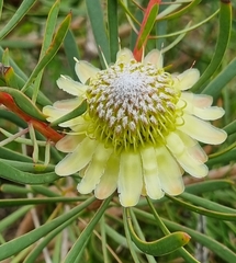 Protea scolymocephala