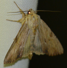 Apamea lithoxylaea