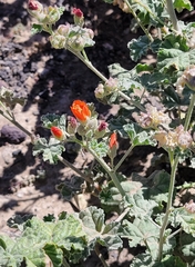Sphaeralcea ambigua