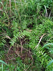 Ampelopteris prolifera