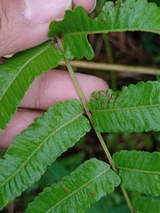 Ampelopteris prolifera
