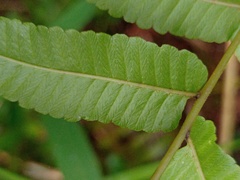 Ampelopteris prolifera
