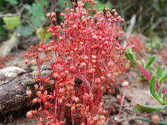 Crassula