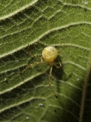 Chrysso lingchuanensis