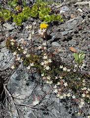 Saxifraga bronchialis