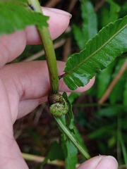 Ampelopteris prolifera