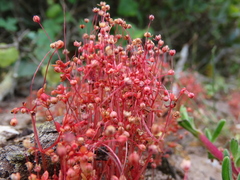 Crassula