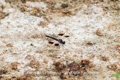 Brachythemis impartita