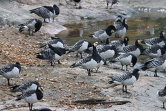 Branta leucopsis