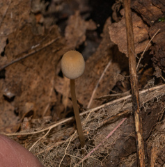 Mycena filopes