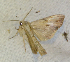 Apamea lithoxylaea