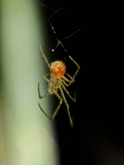 Chrysso lingchuanensis