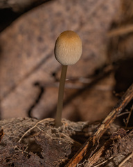 Mycena filopes