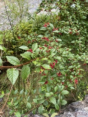 Cotoneaster bullatus