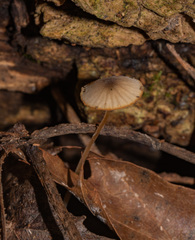 Mycena filopes