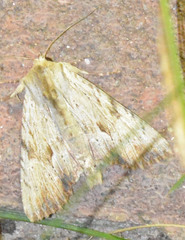 Apamea lithoxylaea