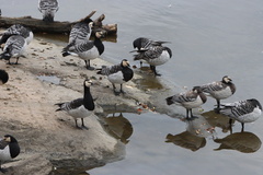 Branta leucopsis