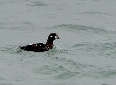 Histrionicus histrionicus