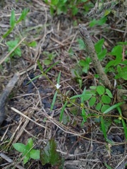 Scleromitrion diffusum