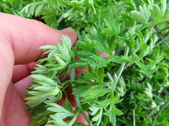 Cynorhiza typica