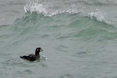 Histrionicus histrionicus