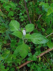 Heliotropium indicum
