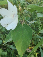 Hibiscus lasiocarpos